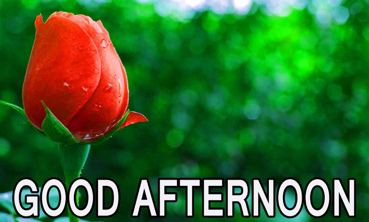 150+ Afternoon Blessings Images: Beautiful Wishes & Quotes